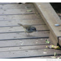 White-browed Scrubwren