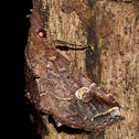 Moth