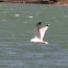 Seagull
