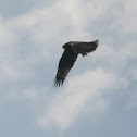 Golden Eagle