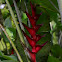 Heliconia caribaea