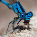 Vivid dancer damselfly