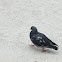 Rock Pigeon