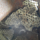 Paper Wasp