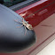 Wheel bug