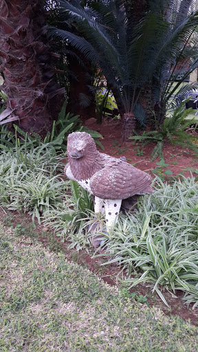 St Marco Eagle In The Bush