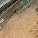 Crane Fly Remains