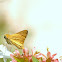 Fiery Skipper