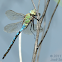 Emperor Dragonfly
