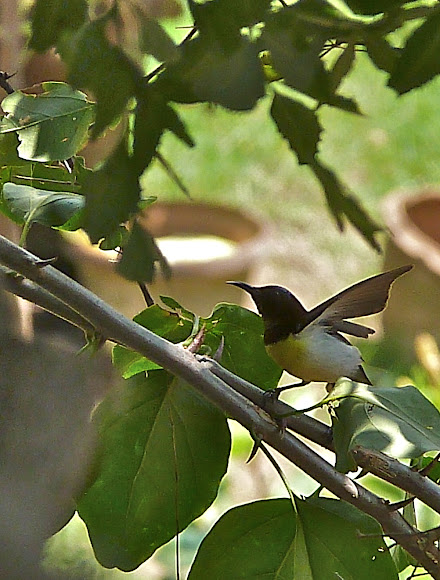 Spotting Image 1