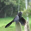 Ani Cuckoo