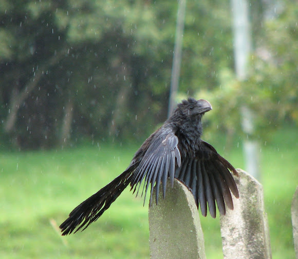 Spotting Image 1