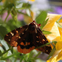 Moth