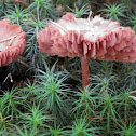 Laccaria amethystina-occidentalis