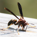 Wasp