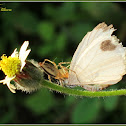 Striped Lynx Spider (with Psyche as prey)