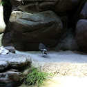 Seagull
