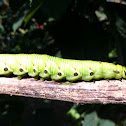Convolvulus Hawk-moth