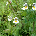 Euphrasia officinalis - Gewöhnlicher Augentrost