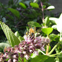 Honey Bee