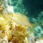 Salema o salpa