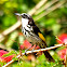 White -cheeked Honeyeater