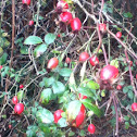 Rose hip