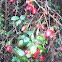 Rose hip