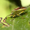 Hawthorn shield bug