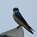 Tree swallow