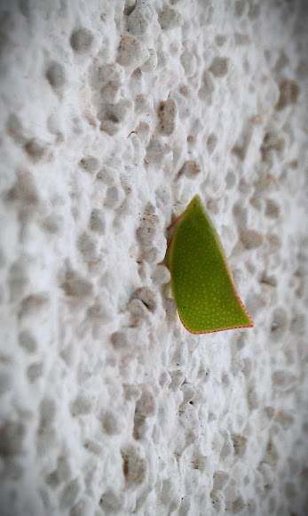 Spotting Image 1