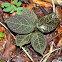 Nerve Plant