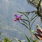Orquídea. Orchid