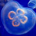 jelly