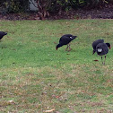 Purple Swamphen