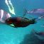 Bicolour parrotfish