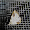 Spotted Grass Moth