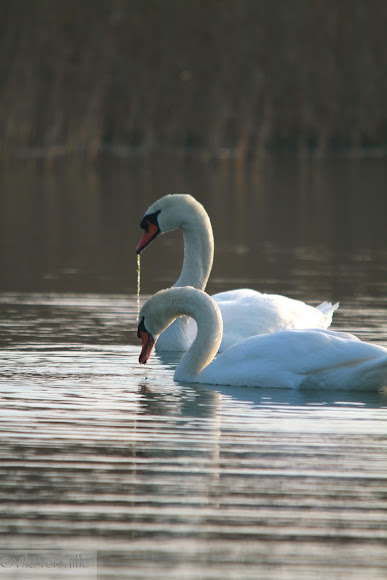 Spotting Image 1