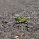 Short-winged Green Grasshopper (Nymph)