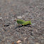 Short-winged Green Grasshopper (Nymph)