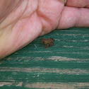 toad