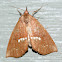 Large Necklace Moth