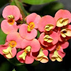 euphorbia