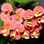 euphorbia