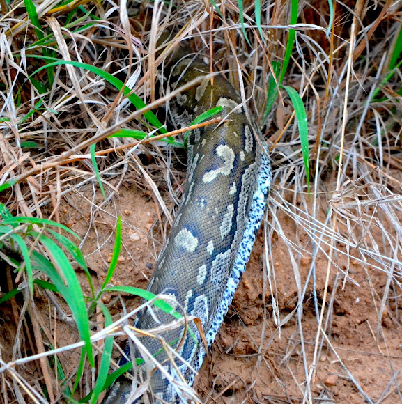 Spotting Image 1