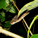 Central American tree boa