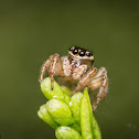 Jumping Spider