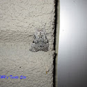 Hebrew Moth