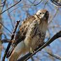 Red-tailed Hawk