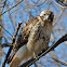 Red-tailed Hawk